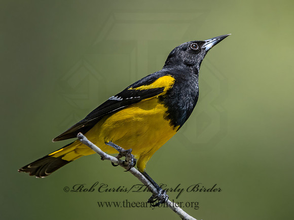 Icterus parisorum  SCOTT'S ORIOLE 3035063z