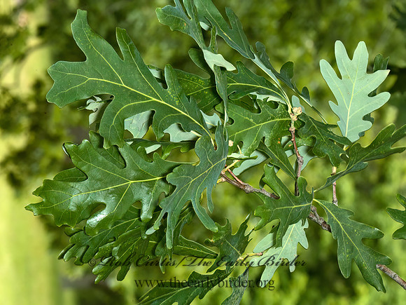 Quercus alba  WHITE OAK 5009134z