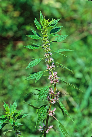 Leonuris cardiaca  MOTHERWORT 154533z