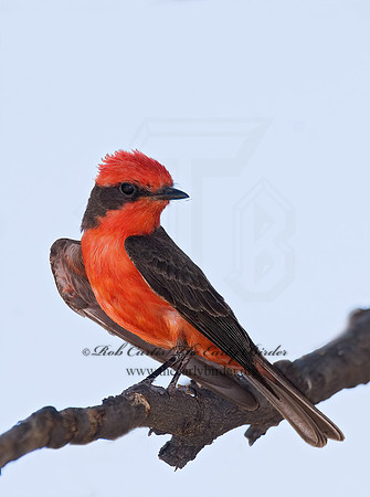 Pyrocephalus rubinus  VERMILION FLYCATCHER 7008580Z