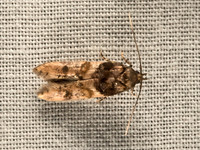 Walshia  COSMOPTERIGID MOTH  9052265z