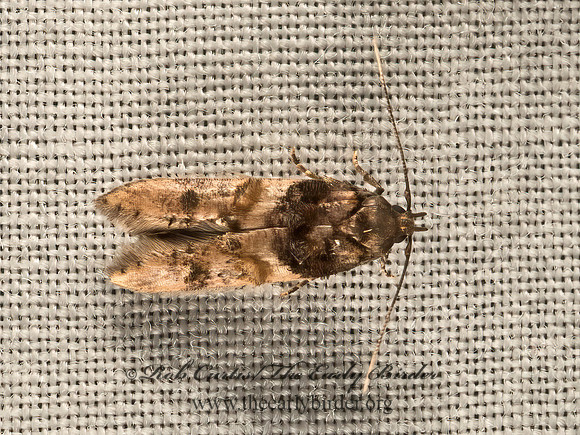 Walshia  COSMOPTERIGID MOTH  9052265z