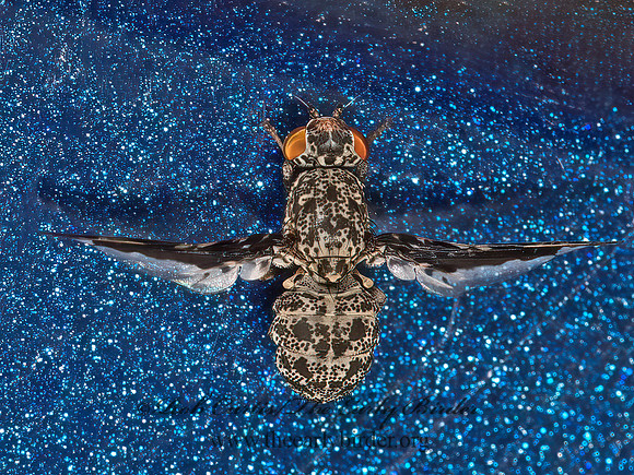 Callopistromyia strigula  PICTURE-WINGED FLY 9052134z
