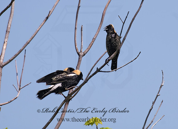 Dolichonyx oryzivorus  BOBOLINK 6004493z