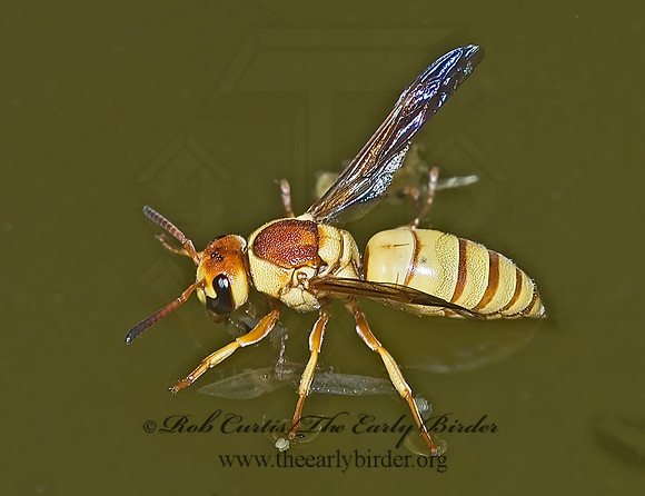 Euodynerus annulatus 7008373z
