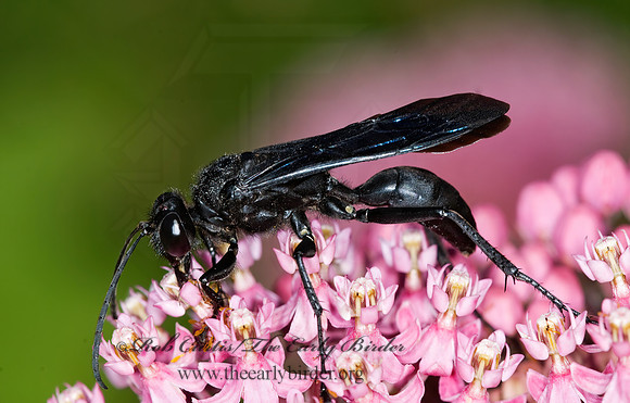 Sphex pennsylvanicus 6011686z