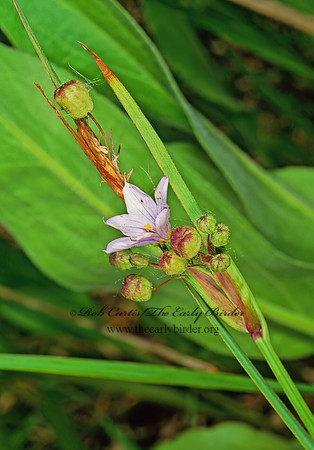 Sisyrinchium  BLUE-EYED STAR GRASS 1110122z