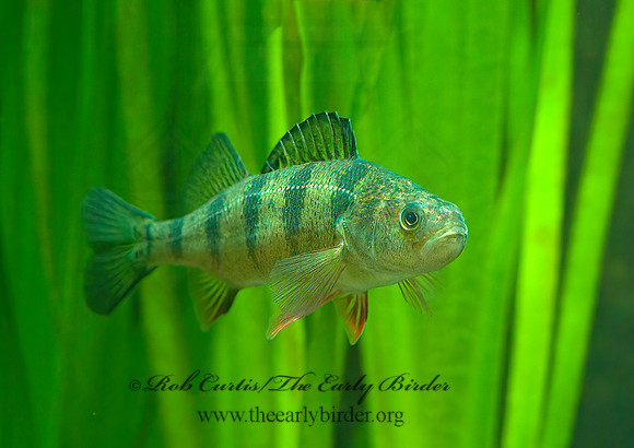 Perca flavescens  YELLOW PERCH 4002623z