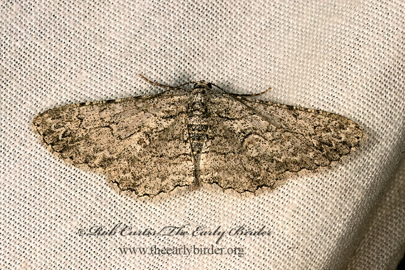 Iridopsis  BORMIINI GEOMETER 3035365z