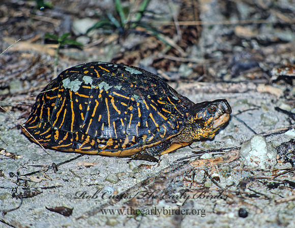 Terrapene carolina bauri  FLORIDA BOX TURTLE 7835z