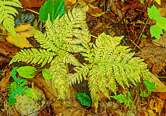Amauropelta noveboracensis  NEW YORK FERN 82411z
