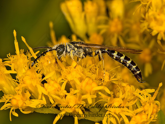 Myzinum  THYNNID WASP 9053388z