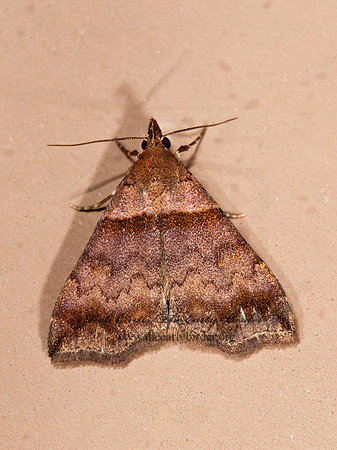 Phalaenophana pyramusalis DARK-BANDED OWLET 8023402z