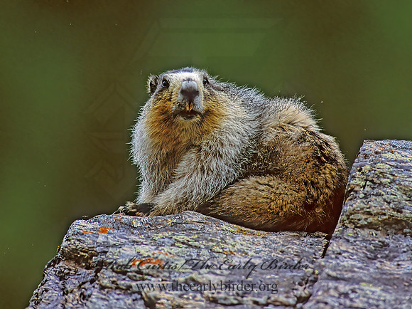 Marmota calligata  HOARY MARMOT 234823z
