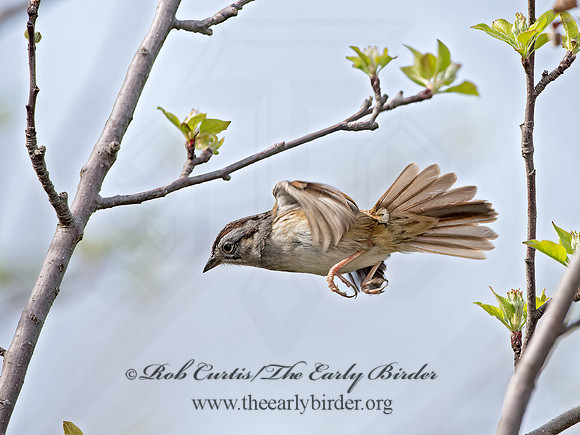 Melospiza georgiana  SWAMP SPARROW 9043003z