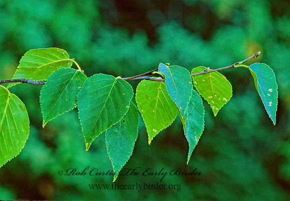 Betula papyrifera  AMERICAN WHITE BIRCH 212310z