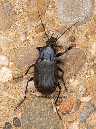 Chlaenius orbus  HARPALINAE GROUND BEETLE 3036281-z