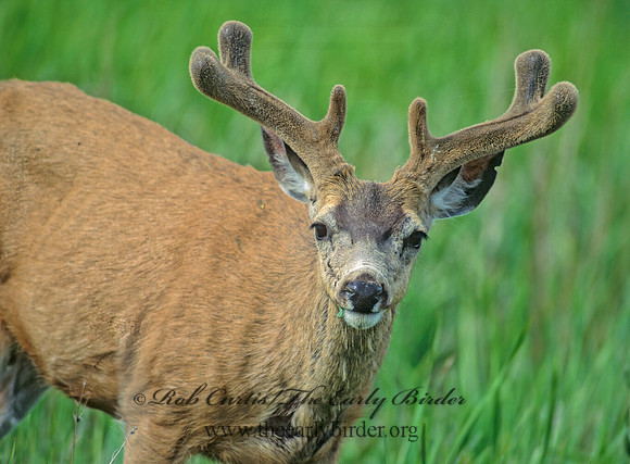 Odocoileus hemionus columbianus  COLUMBIAN BLACK-TAILED DEER 152418z