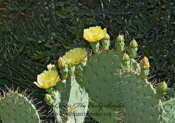 Opuntia engelmannii  DESERT PRICKLY PEAR 5005639 Opuntiaz