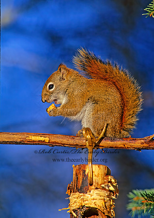 Tamiasciurus hudsonicus  AMERICAN RED SQUIRREL  162116 z