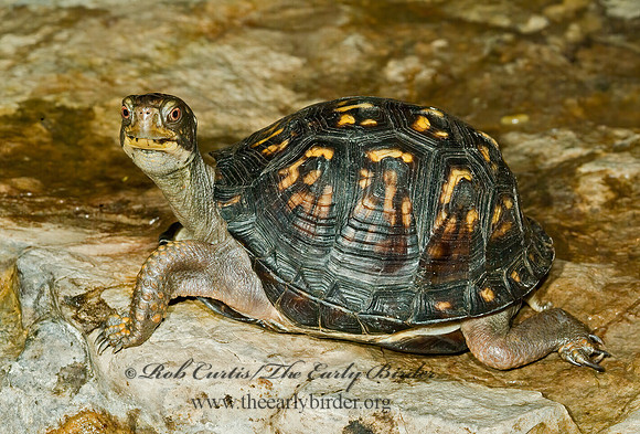 Terrapene carolina carolina  EASTERN BOX TURTLE 4002021z