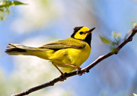Setophaga citrina HOODED WARBLER 4000476 z