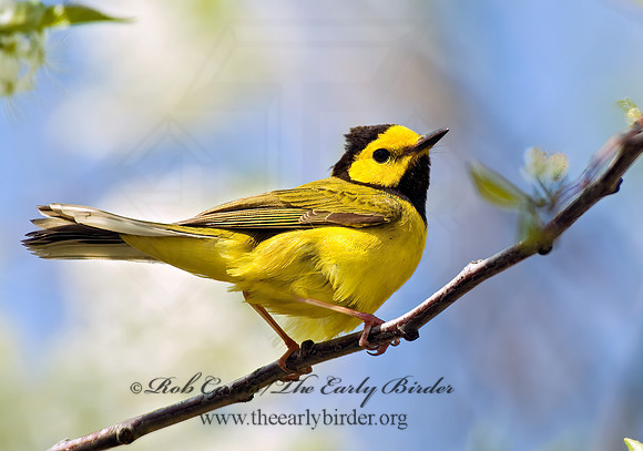 Setophaga citrina  HOODED WARBLER 4000476 z