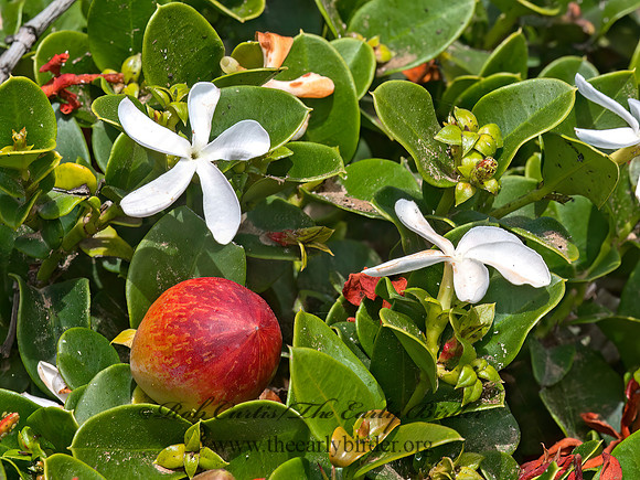 Carissa macrocarpa  NATAL PLUM 8036341z