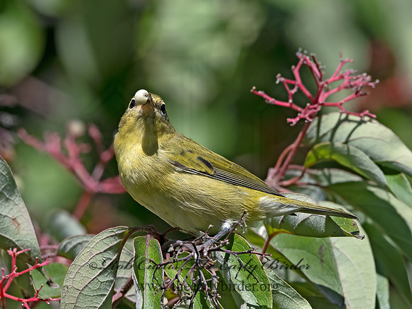 Leiothlypis peregrina  TENNESSEE WARBLER 3041913z