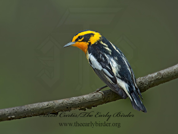 Setophaga fusca  BLACKBURNIAN WARBLER 9010676z