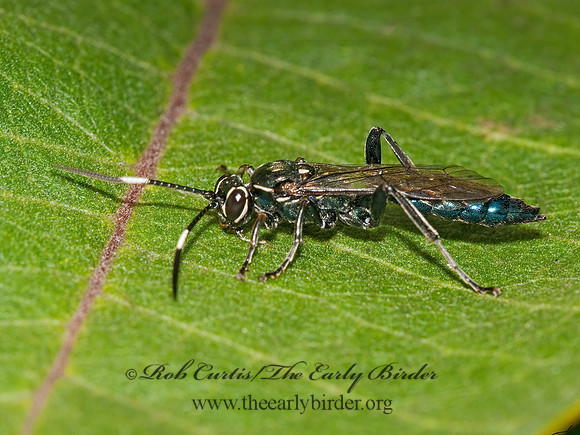Coelichneumon 3009004z
