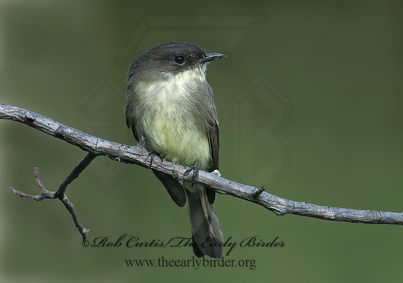 Sayornis phoebe  EASTERN PHOEBE 6017327z
