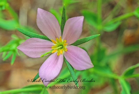 Sabatia campanulate -SLENDER MARSH  PINK 168528z