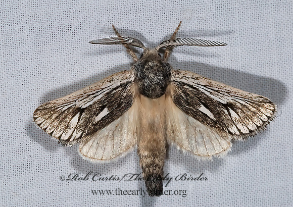 Hypopta palmata COSSID MOTH  6024668z