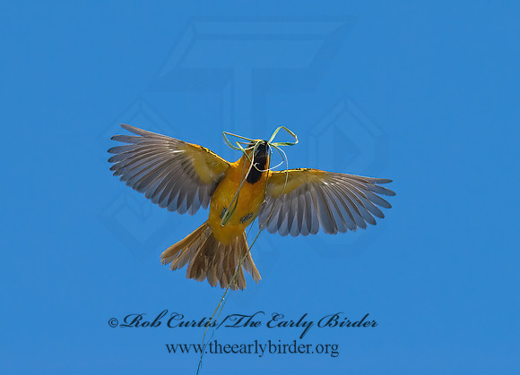 Icterus gularis  ALTAMIRA ORIOLE 7005603z