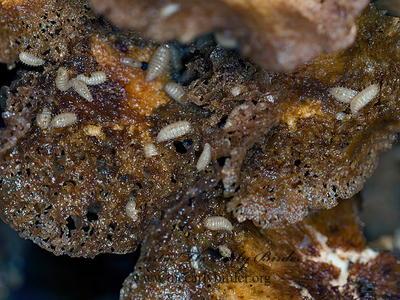 Fannia  FANNIID FLY 9041820z