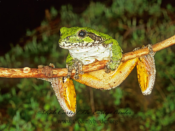 Dryphytes versicolor  GRAY TREEFROG 208402 z