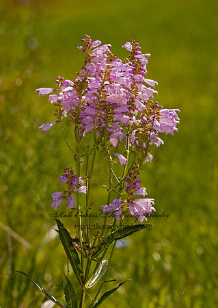 Physostegia angustifolia  NARROW-LEAVED OBEDIENT PLANT 8017899z