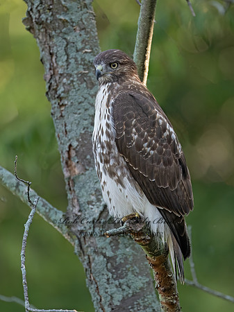 Buteo Jamaicensis RED-TAILED HAWK 3046897z-