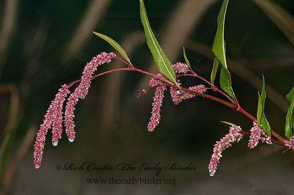 Persicaria sp  SMARTWEED 5015958z