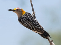 Melanerpes aurifrons  GOLDEN-FRONTED WOODPECKER 3033919z