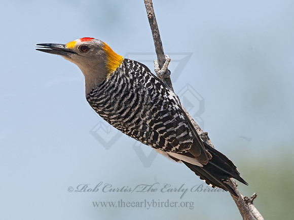 Melanerpes aurifrons  GOLDEN-FRONTED WOODPECKER 3033919z
