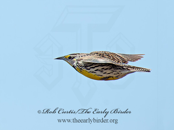 Sturnella magna  EASTERN MEADOWLARK 9020980z