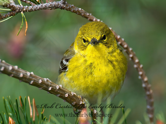Setophaga pinus  PINE WARBLER 9000313 z