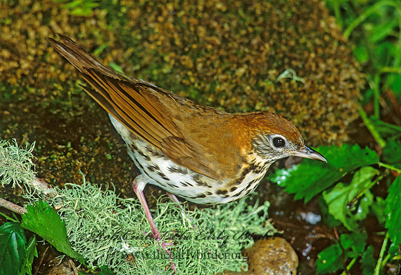Hylocichla mustelina WOOD THRUSH 191704z