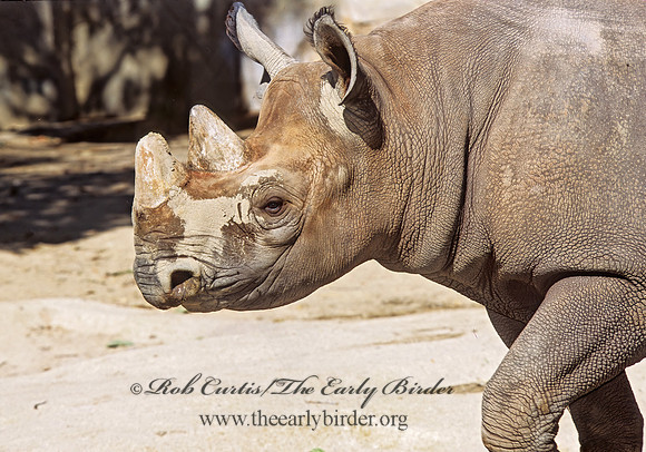 Diceros bicornis  BLACK RHINOCEROUS 293810z