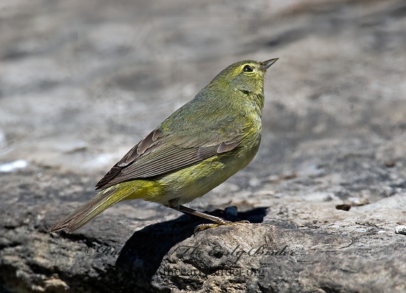 Leiothlypis celata  ORANGE-CROWNED WARBLER 8003741z
