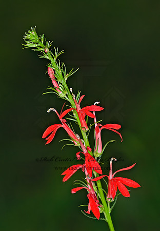 Lobelia cardinalis  CARDINAL FLOWER 6011805z