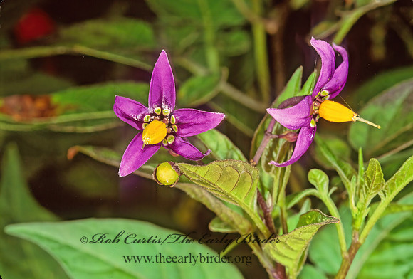 Solanum dulcamara  BITTERSWEET NIGHTSHADE 241530z