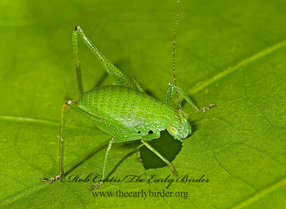 Amblycorypha~  ROUND-HEADED KATYDID~ 8014705z